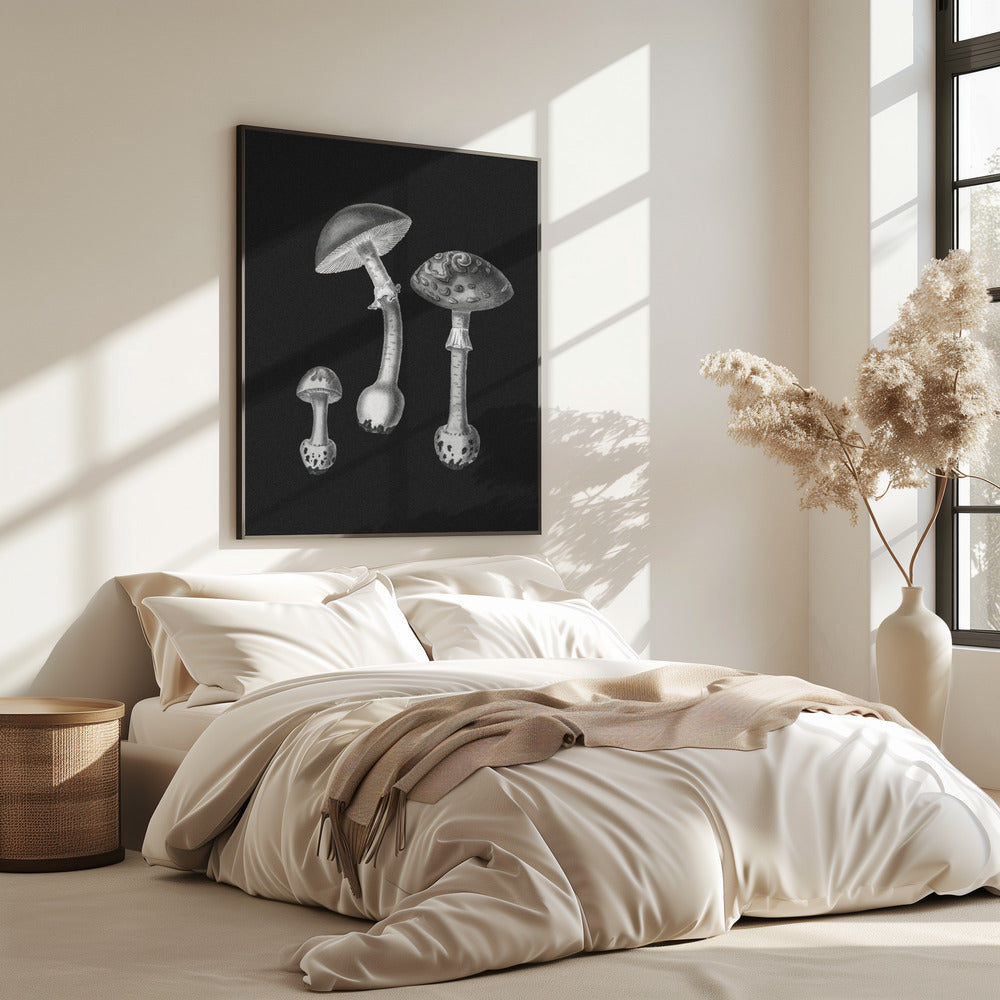 Amanita Muscaria Schwarzer Hintergrund BW | Poster