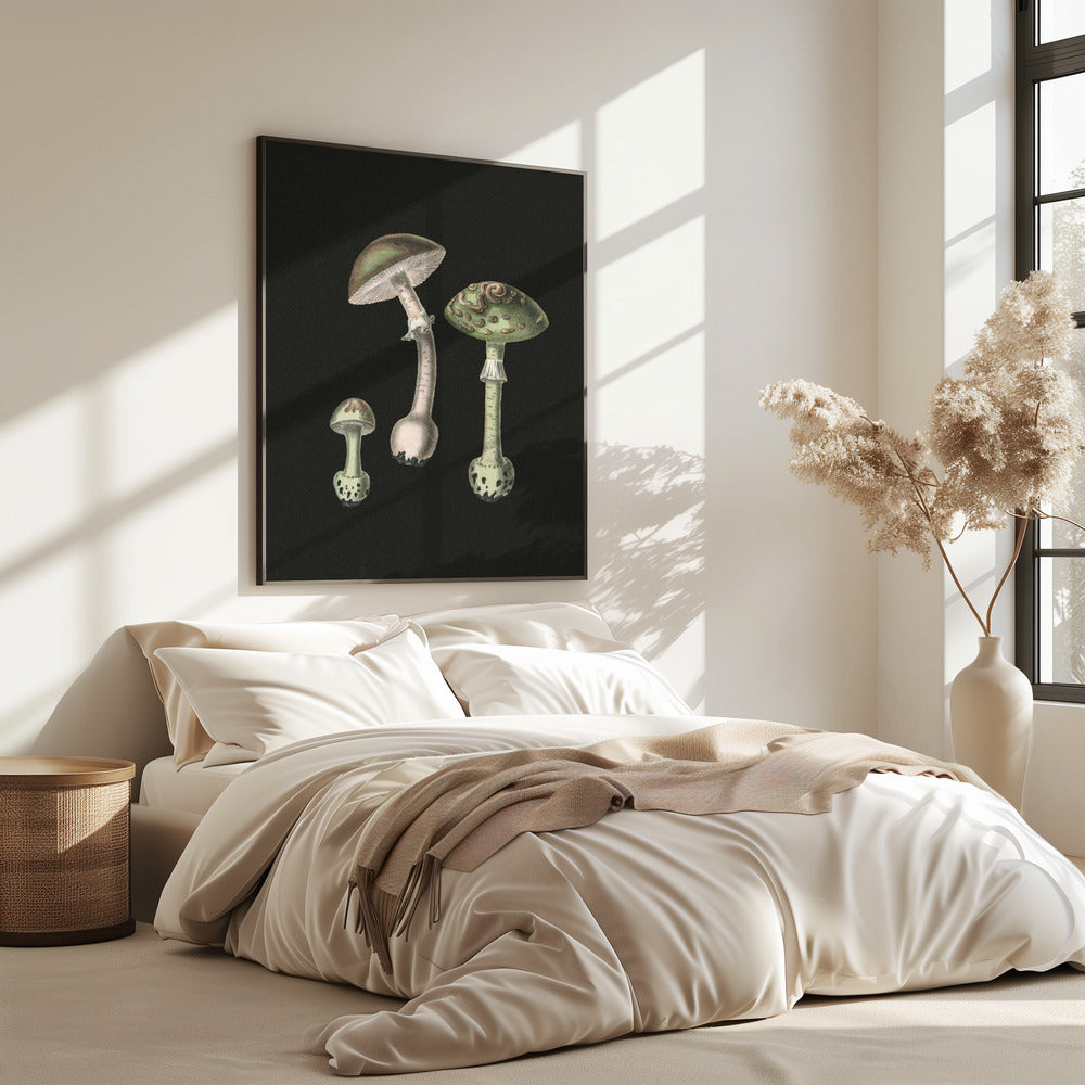 Amanita Muscaria Dunkler Hintergrund | Poster