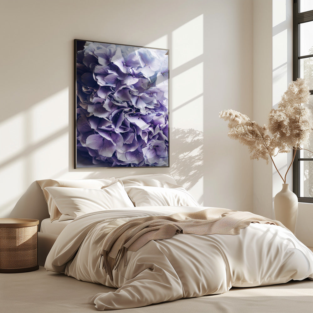 Leuchtend lila Hortensienblüten | Poster