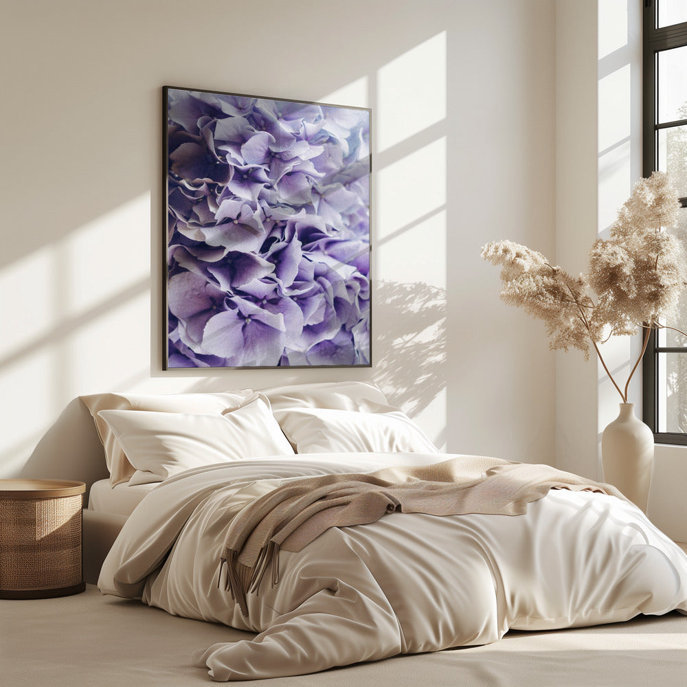 Leuchtend lila Hortensienblüten | Poster
