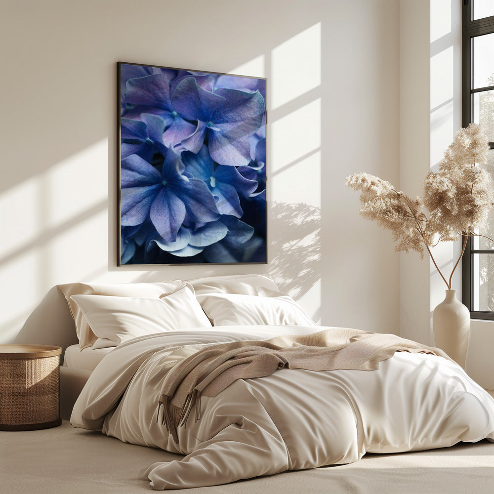Leuchtend lila Hortensienblüten | Poster
