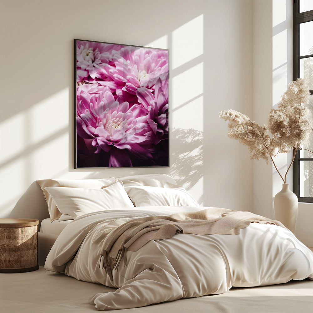rosa Chrysanthemenblüte | Poster