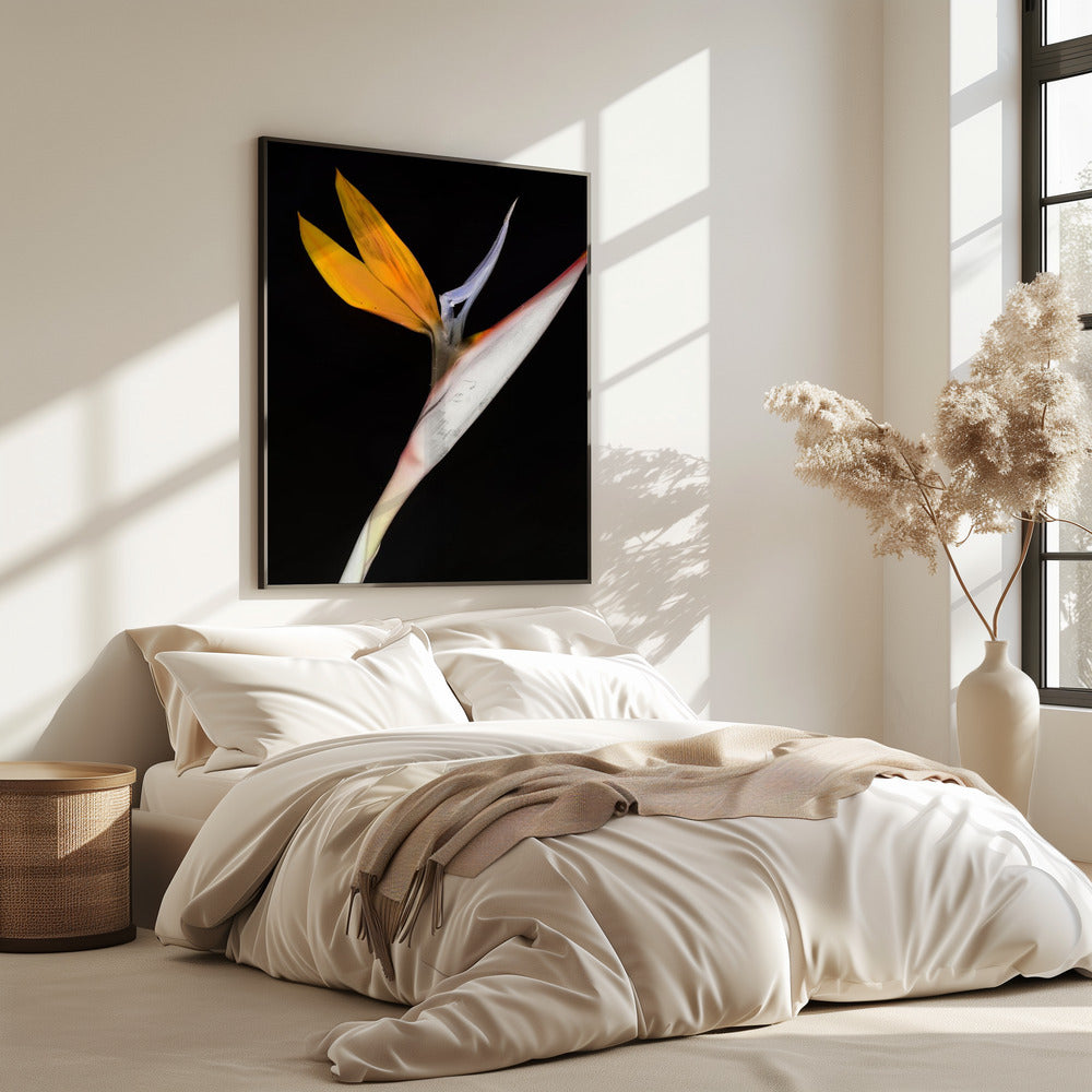 Paradiesvogel | Poster