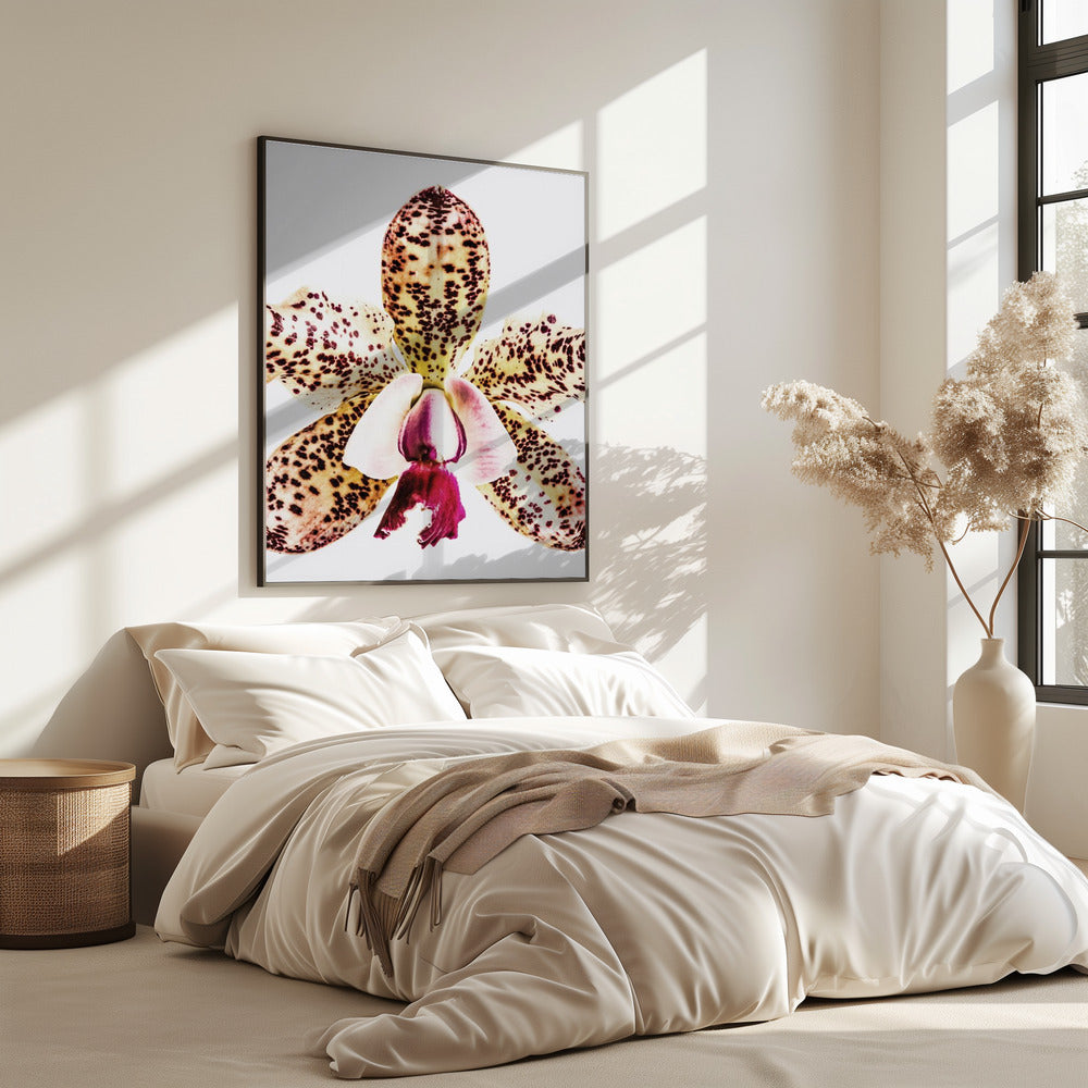 Gefleckte Orchideenexplosion | Poster