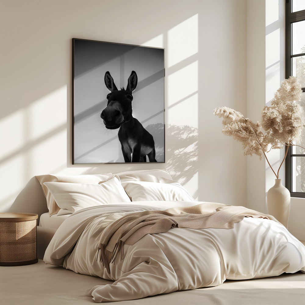 Neugieriger Eselblick | Poster
