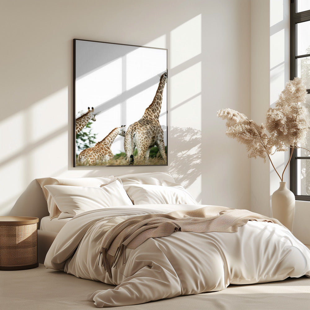 Giraffenspaziergang | Poster