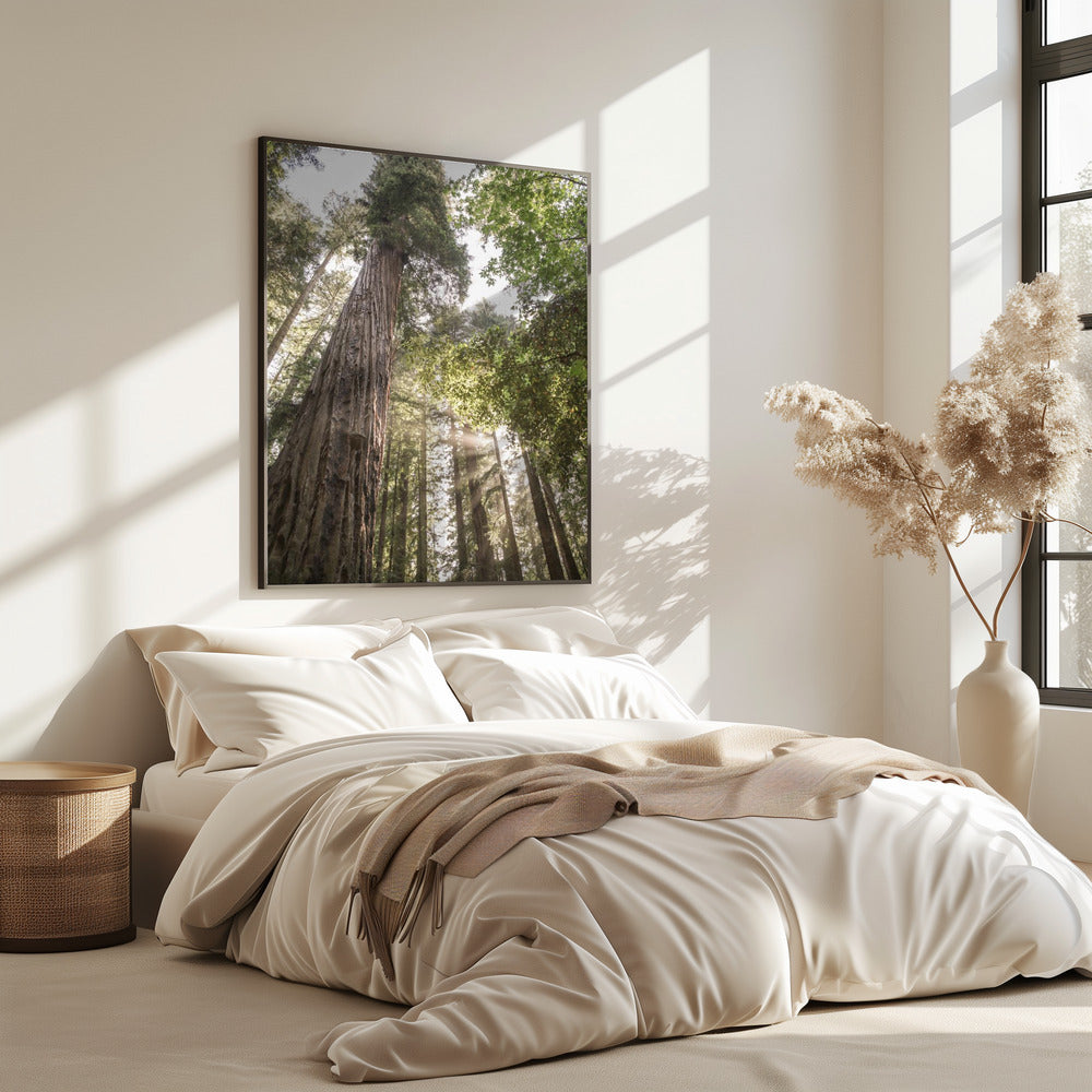 Hoch aufragende Redwoods | Poster