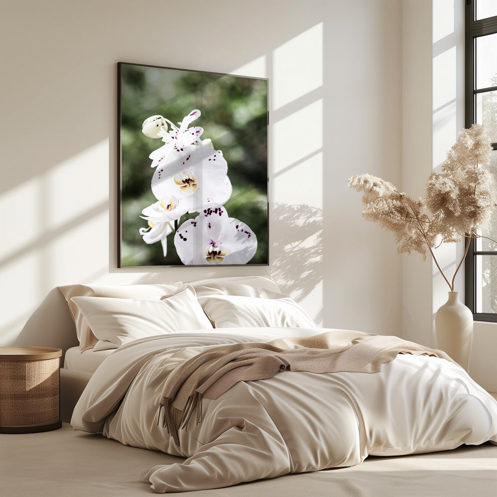 Frühlingsblüten | Poster