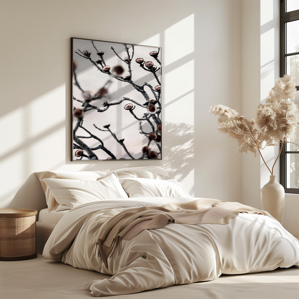 Swartberg Protea | Poster