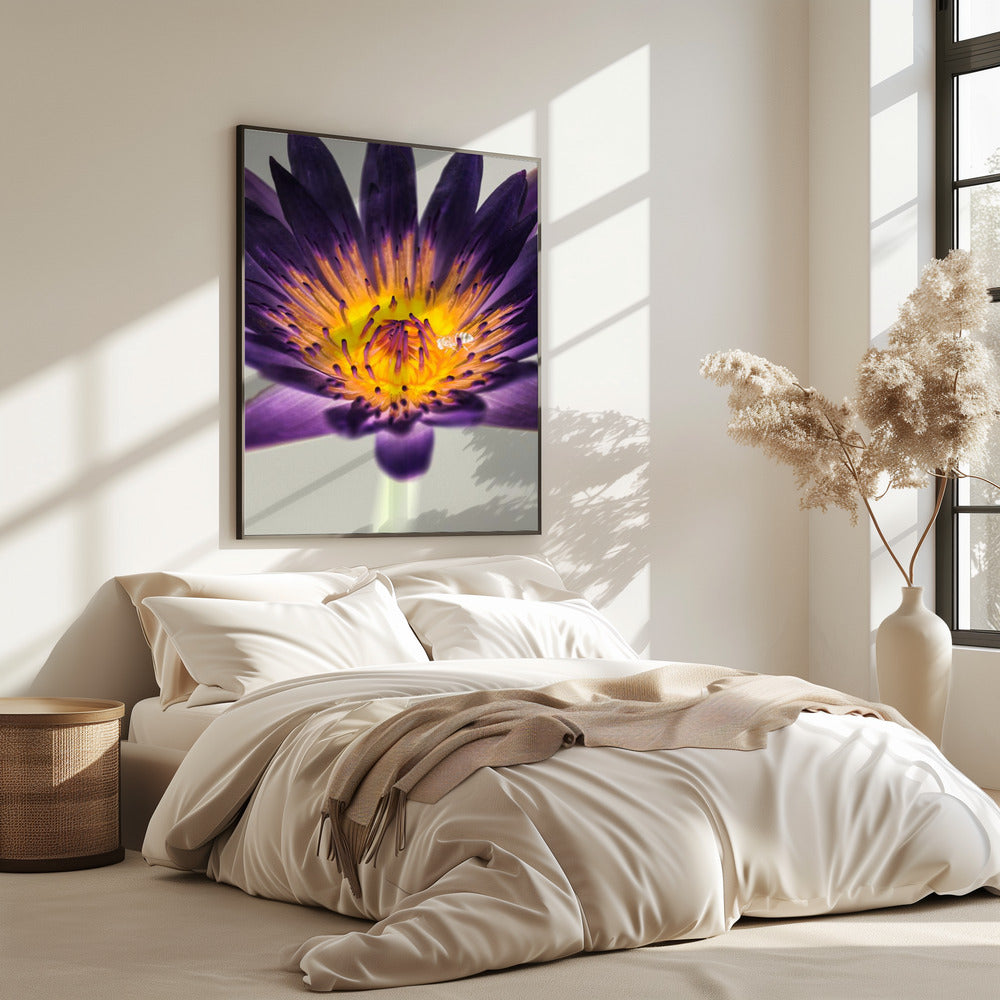 Purple Water Lilly | Poster