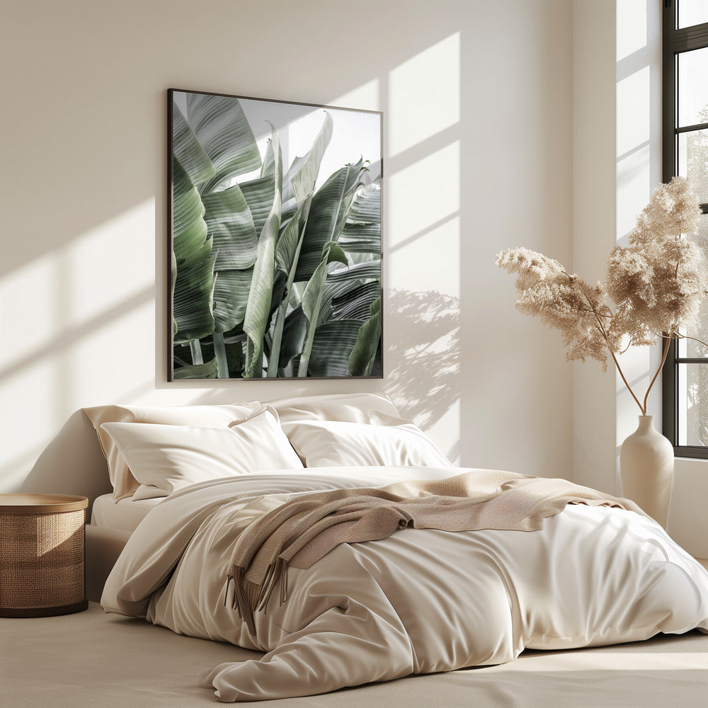 Bananenblätter in sanfter Beleuchtung | Poster