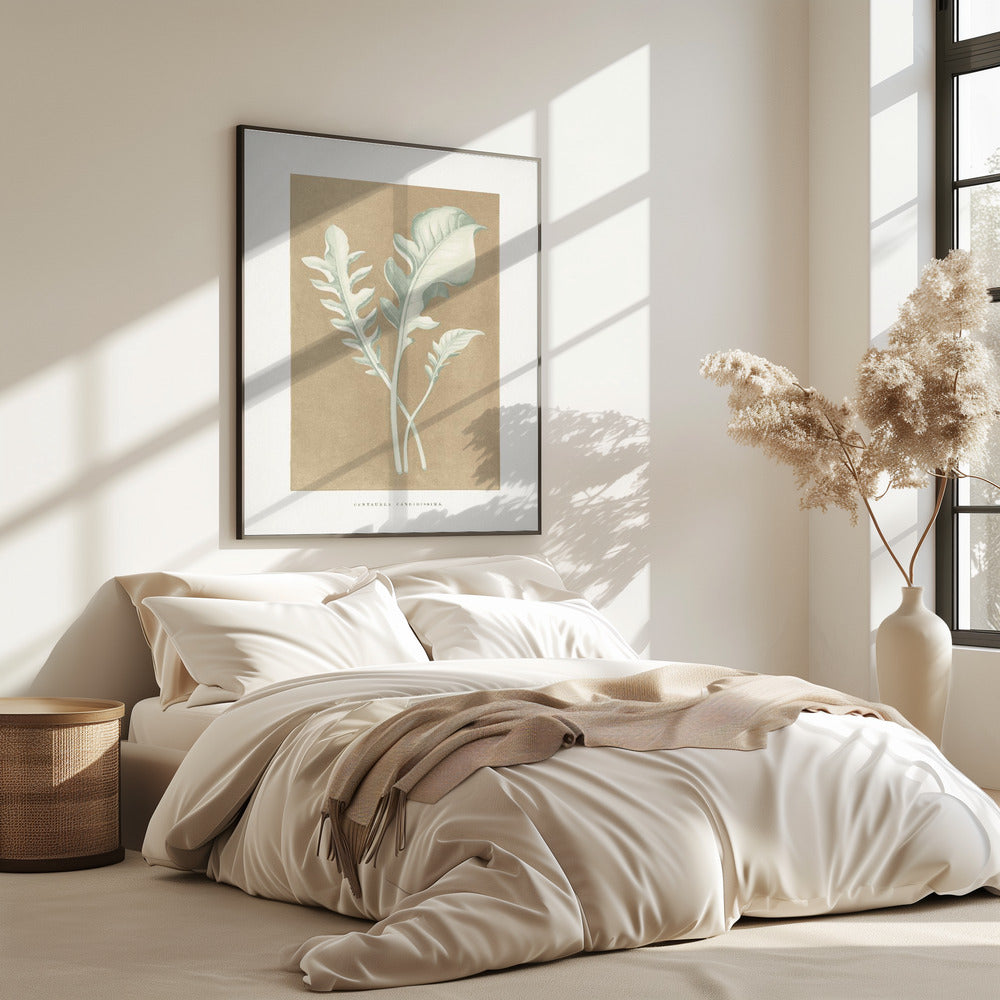Centaurea Candidissima Blatt Illustration | Poster