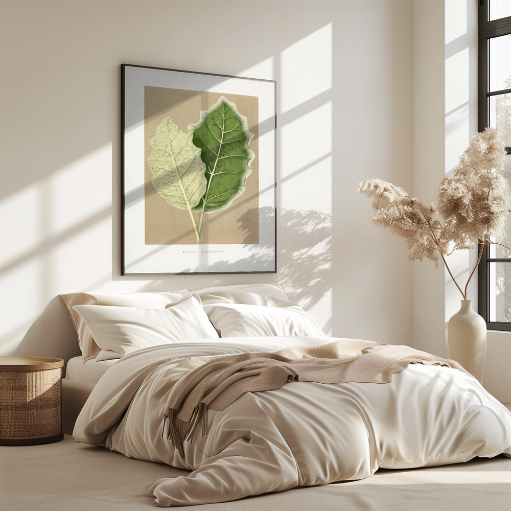 Grünes Solanum Marginatum Blatt Illustration | Poster