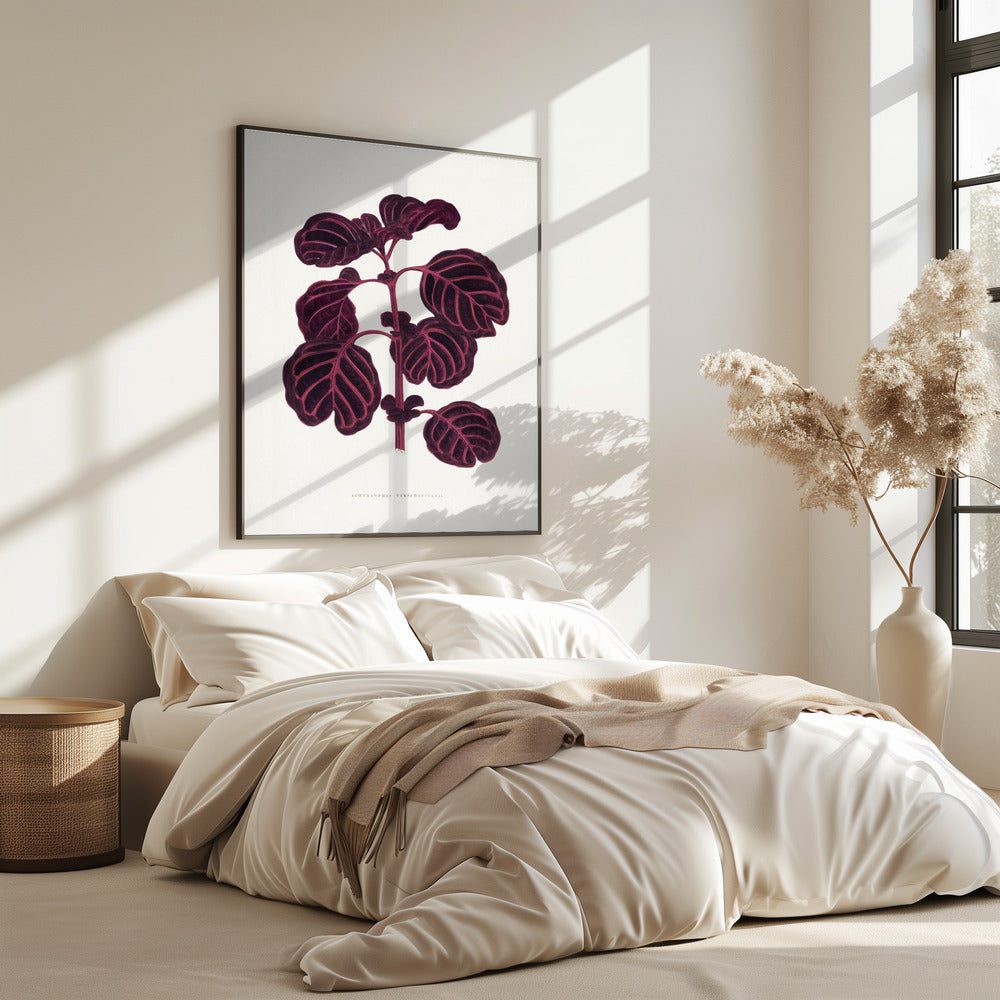 Rosa Achyranthes Verschaffeltii Blattillustration | Poster