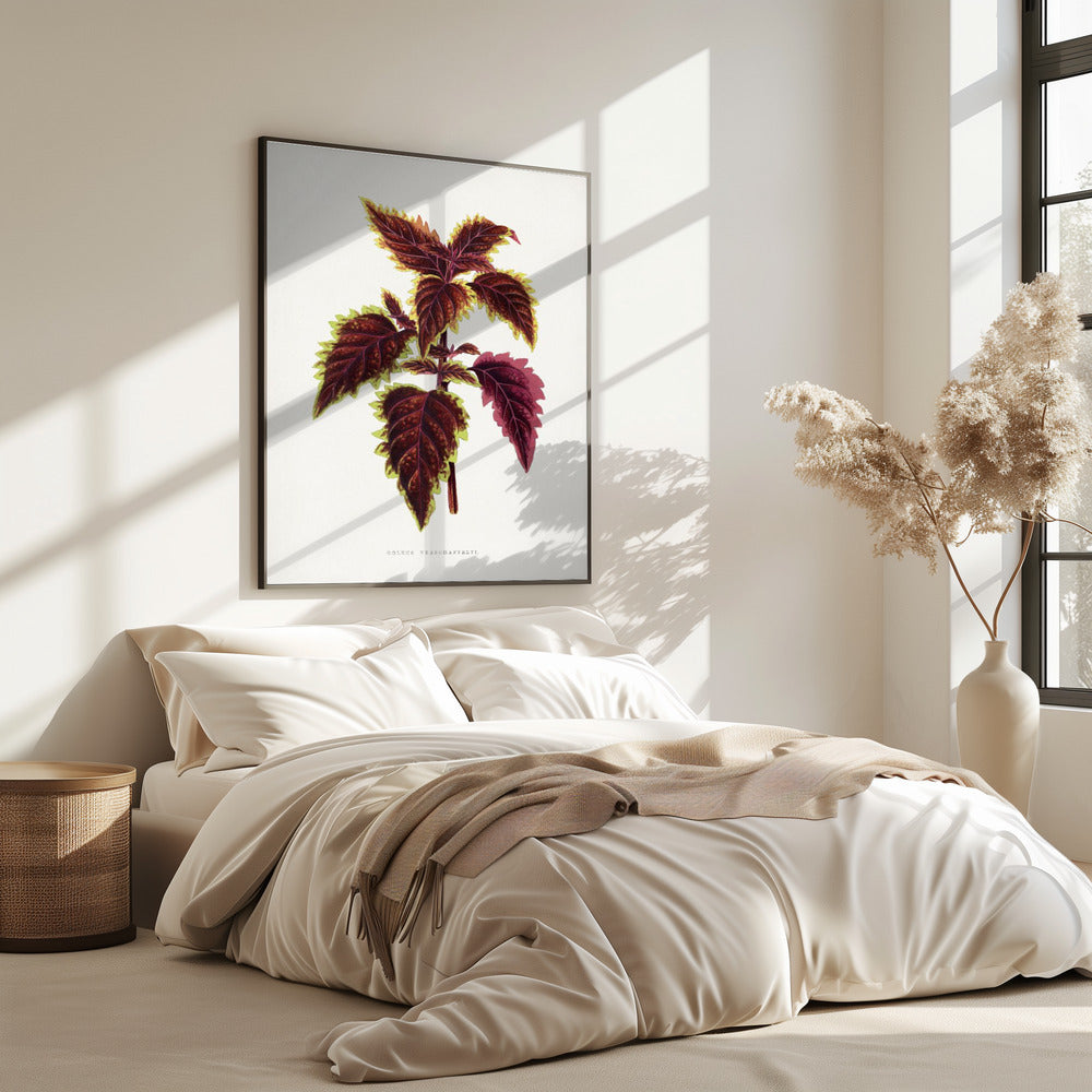 Rosa Coleus Blatt Illustration | Poster