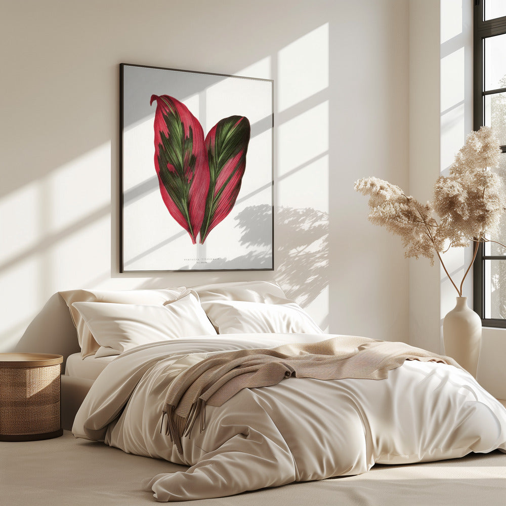 Rosa Dracaena Terminalis Blatt Illustration | Poster