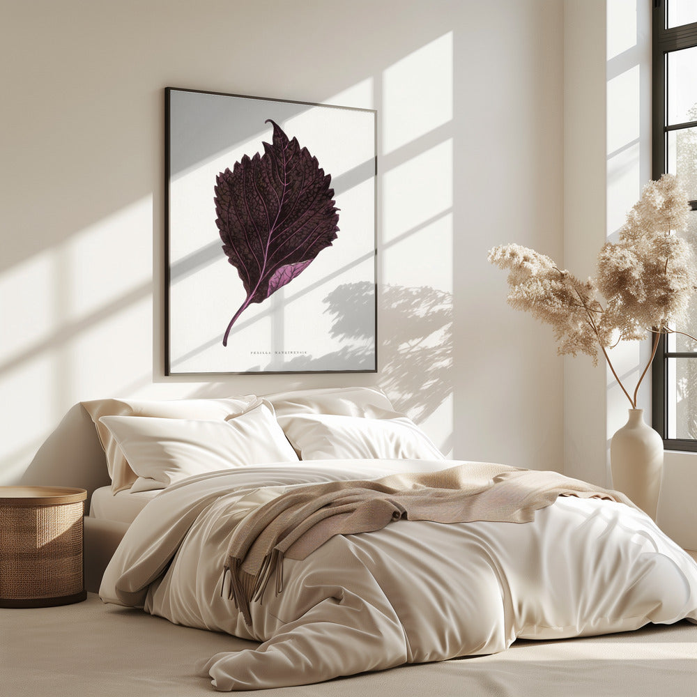 Rosa Perilla Nankinensis Blatt Illustration | Poster