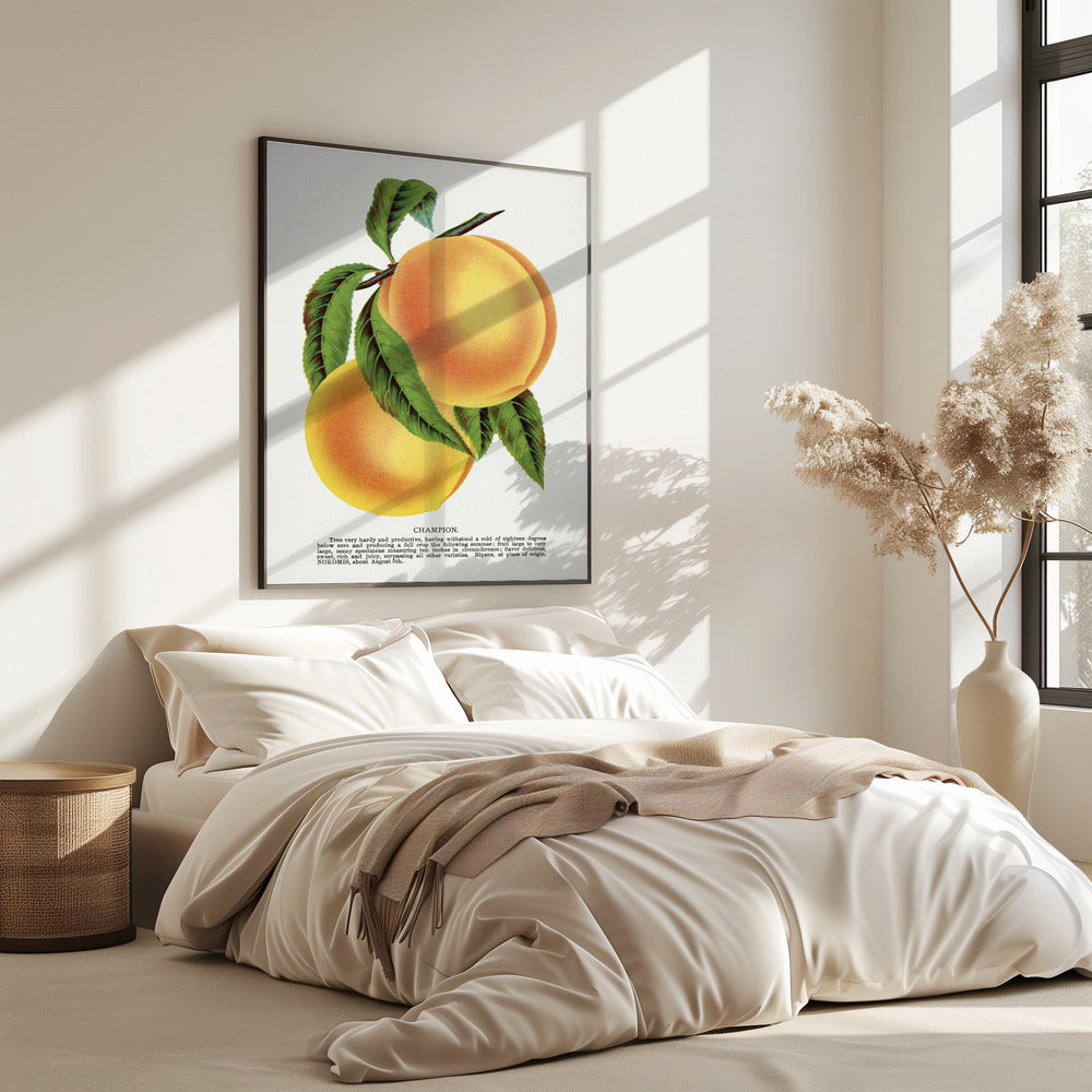 Champion Plum Lithograph | Poster
