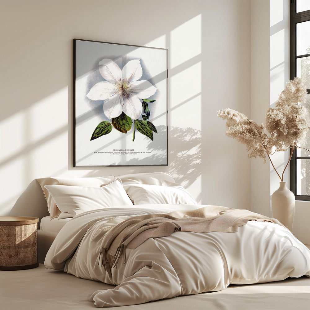 Clematis-Blumen-Lithografie | Poster