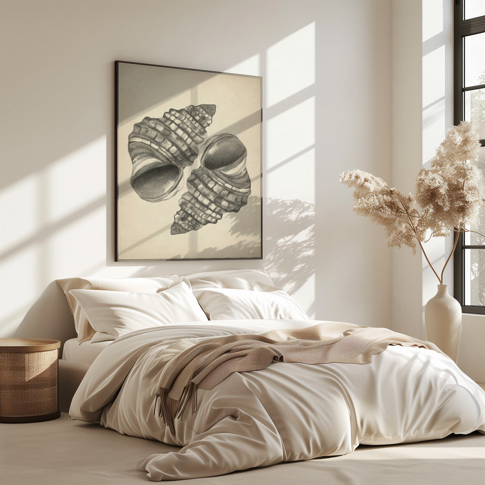 Muscheln | Poster