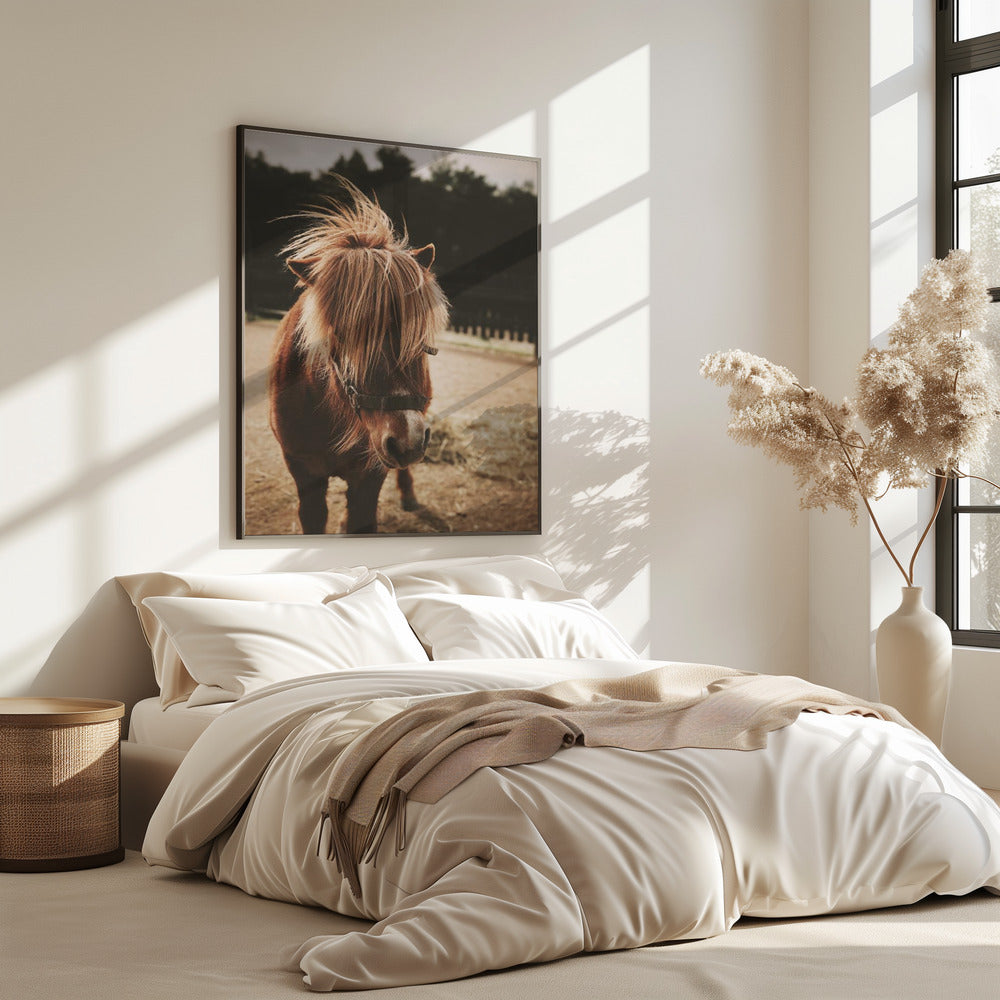 Pony mit zotteliger Mähne | Poster