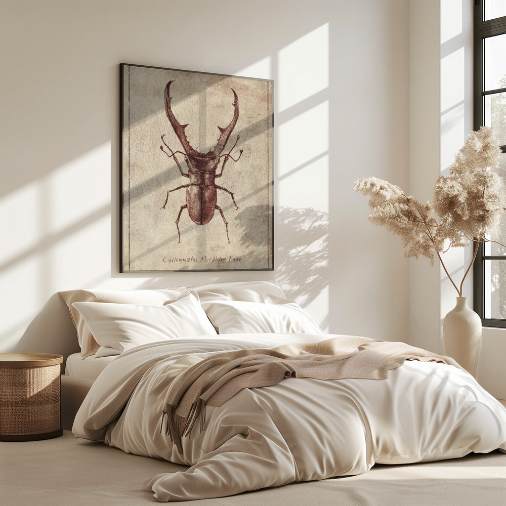 Antique Beetle Illustration | Poster