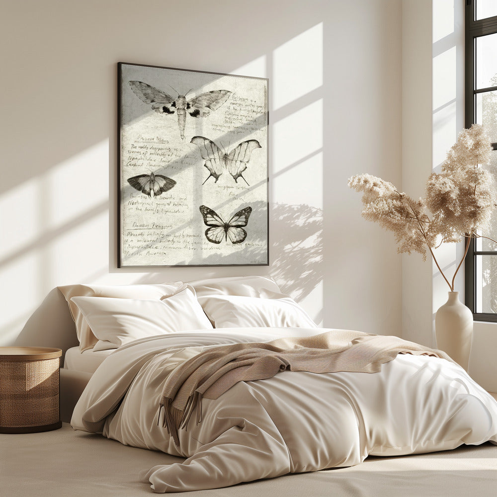 Schmetterlingsillustrationen | Poster