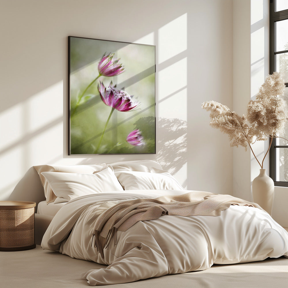 Astrantia | Poster