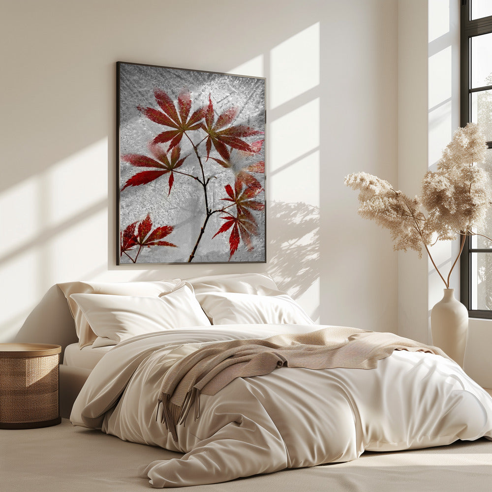 roter Ahorn | Poster