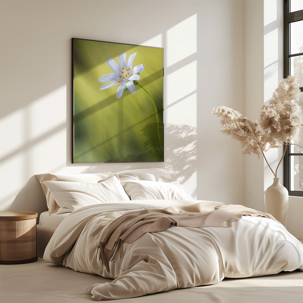 Stitchwort | Poster