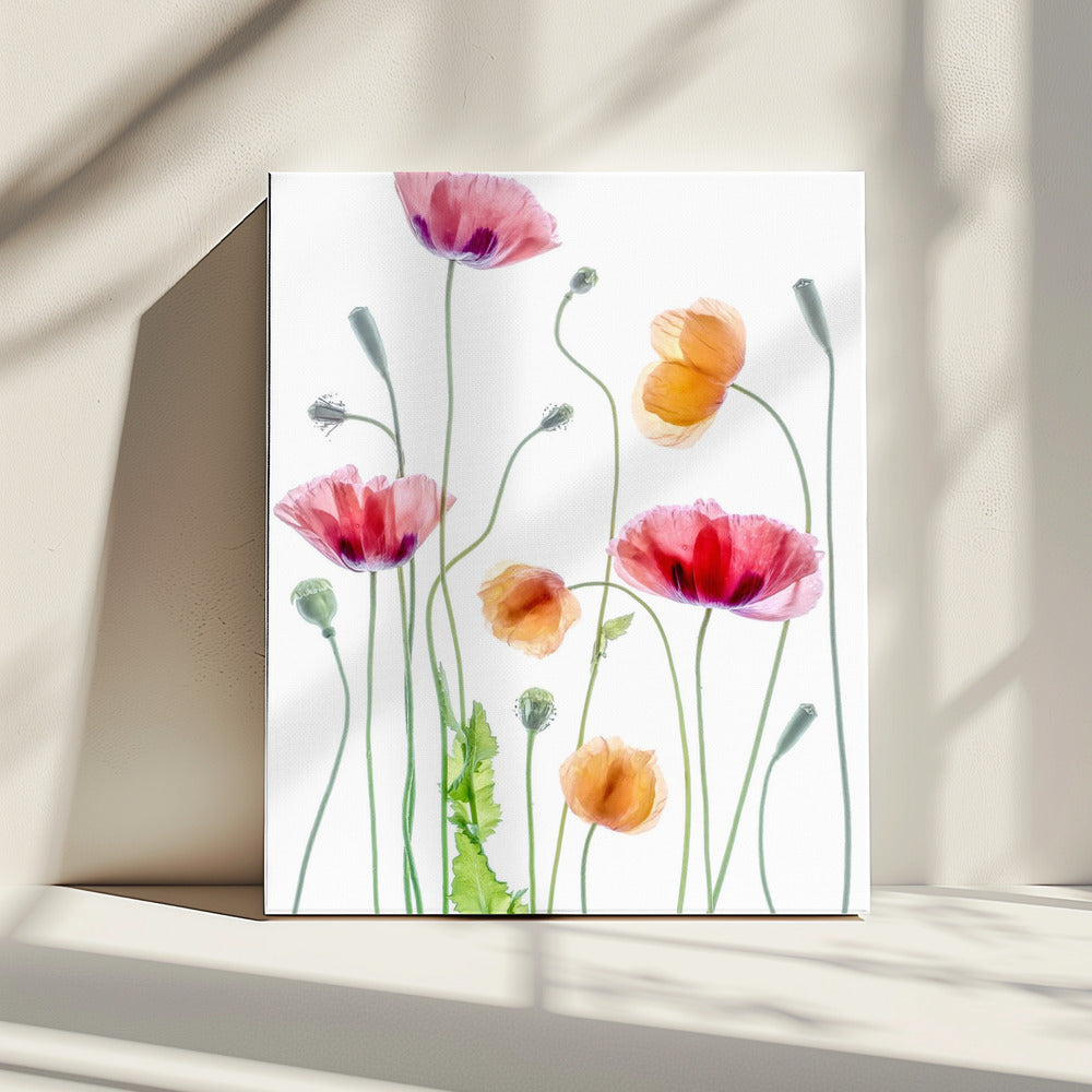 Mohnblumen | Leinwand