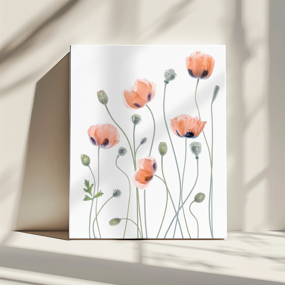 Mohnblumen | Leinwand