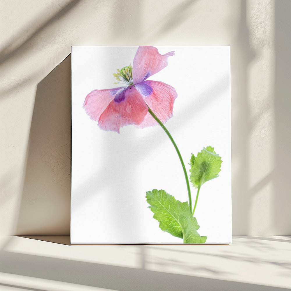Mohn | Leinwand