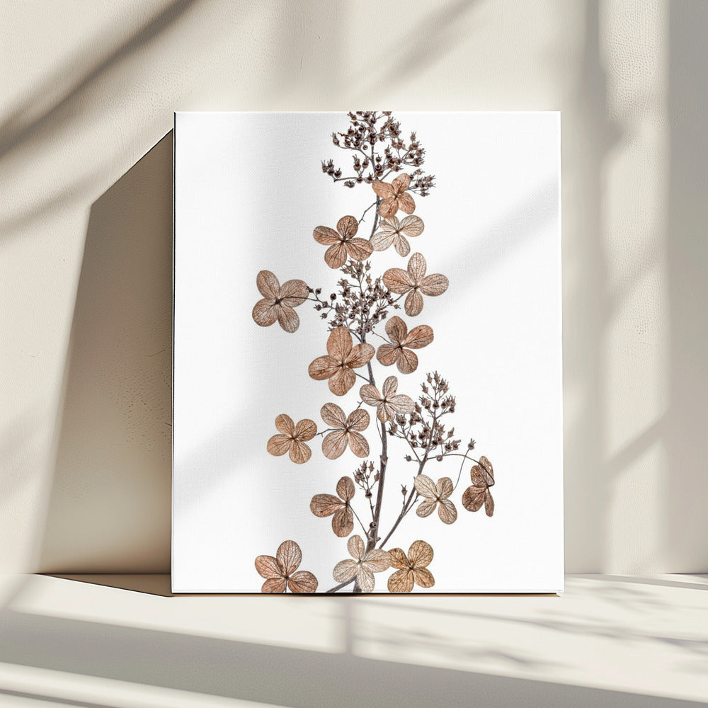 Rispenhortensie | Leinwand