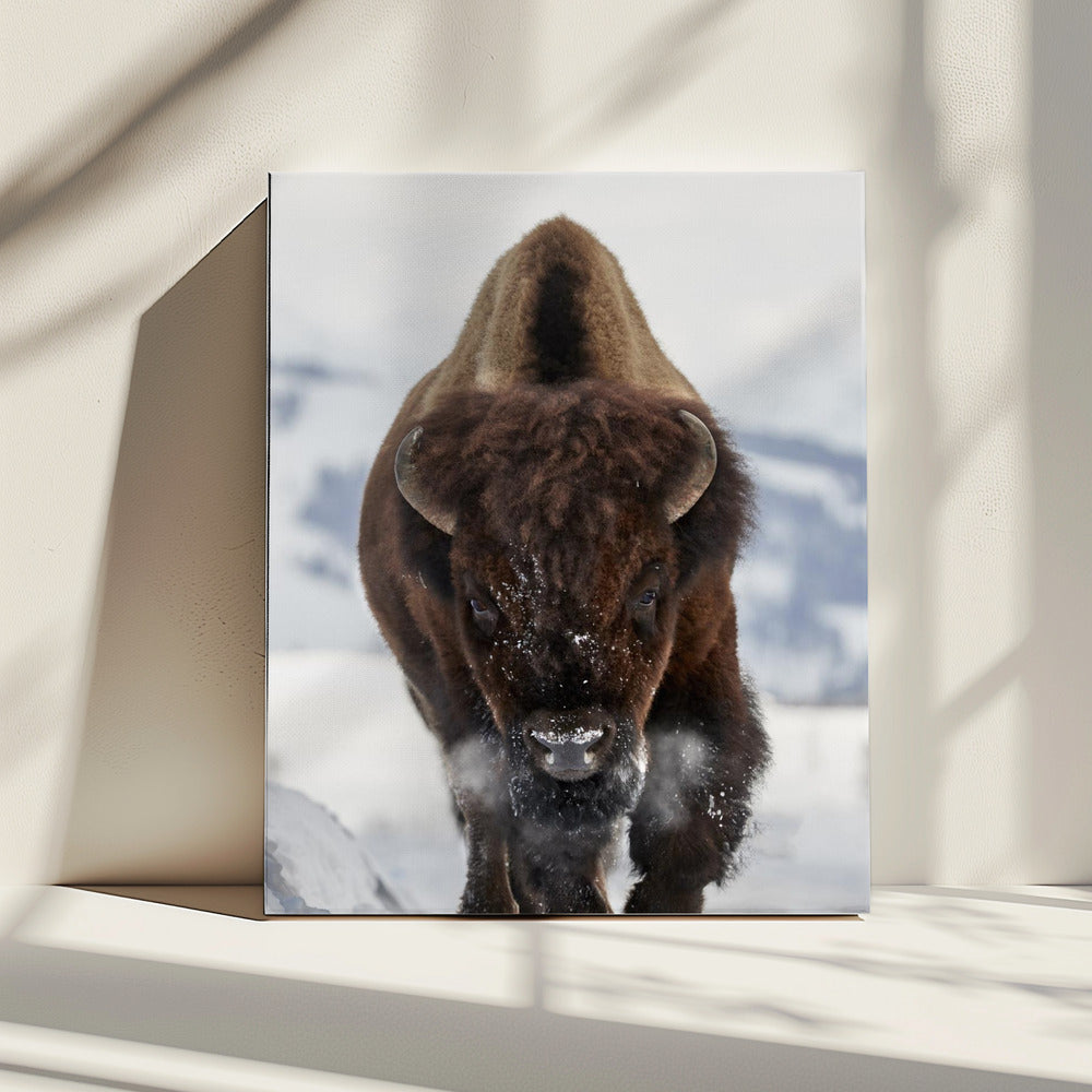 Bison im Anmarsch | Leinwand