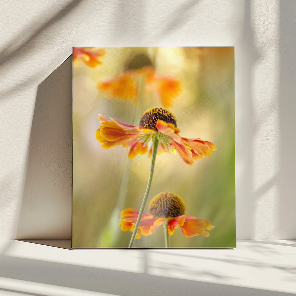 Helenium | Leinwand