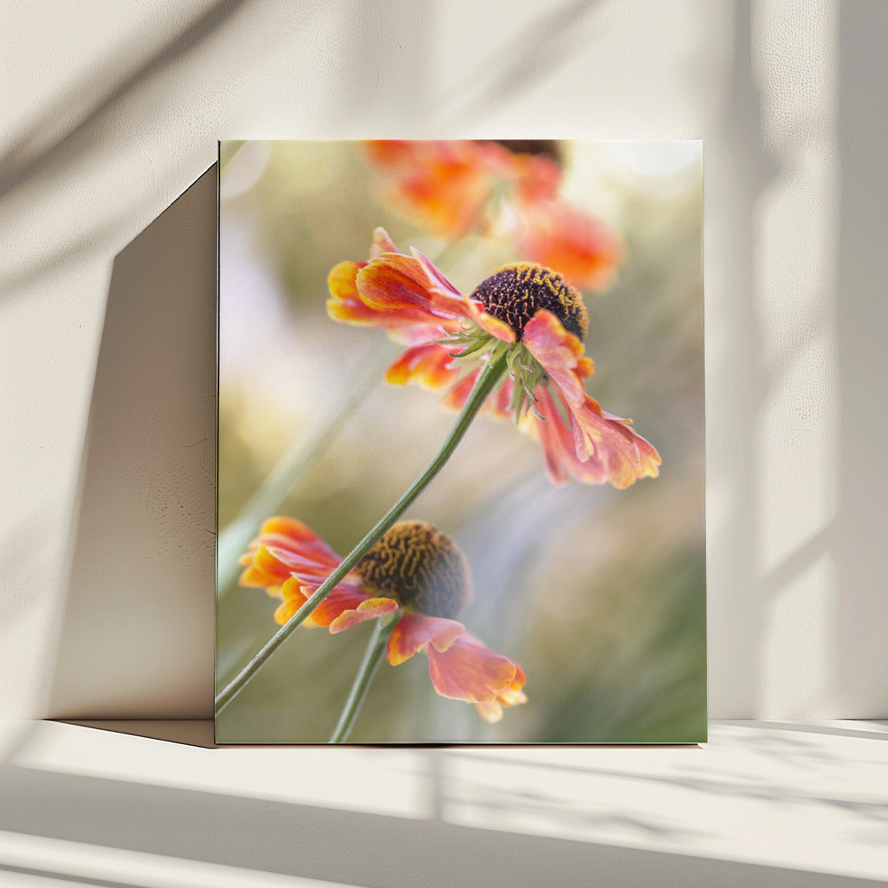 Helenium* | Leinwand