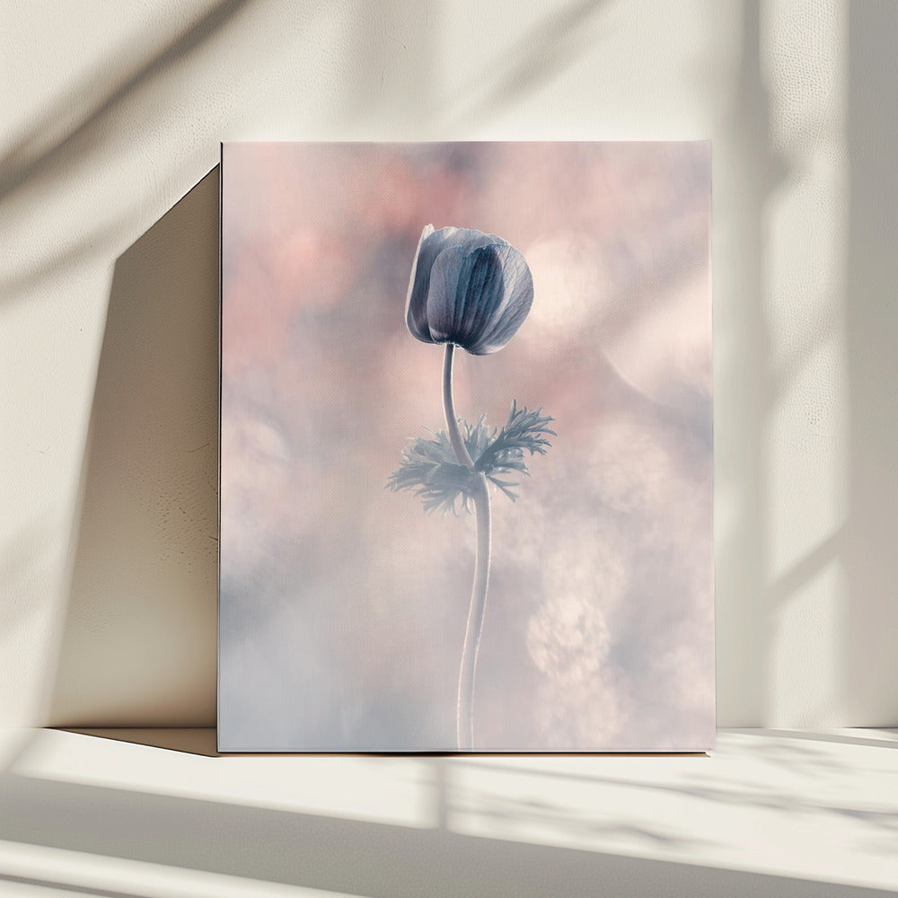 Soliste | Leinwand
