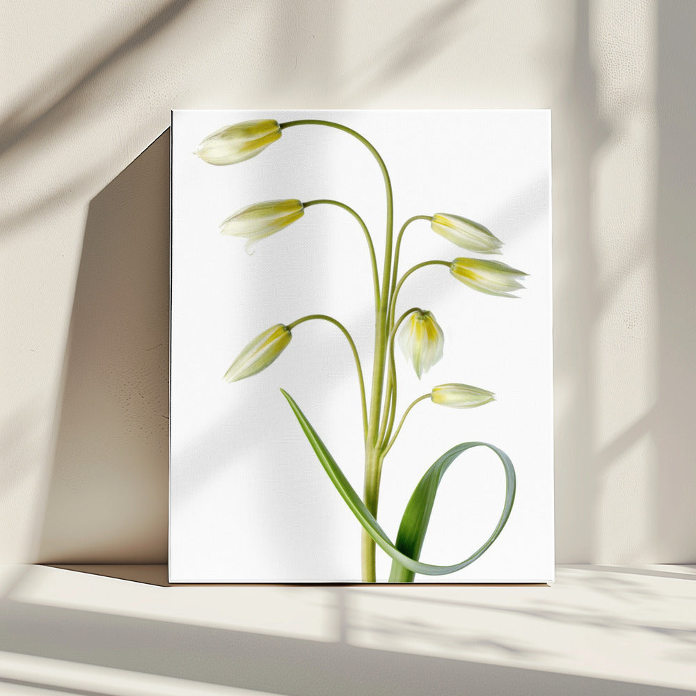 ~Tulipa Tarda~ | Leinwand