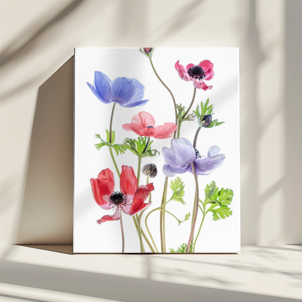 Anemone De Caen | Leinwand