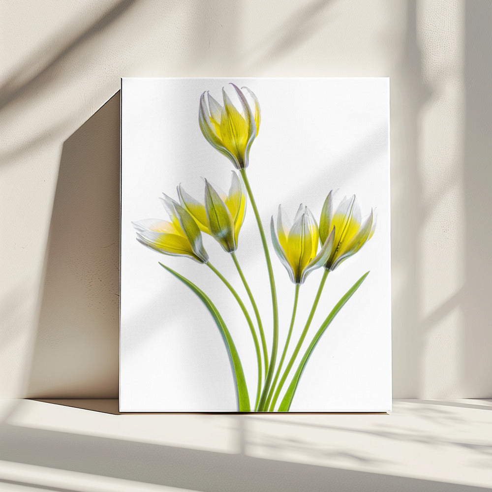 Tulipa | Leinwand