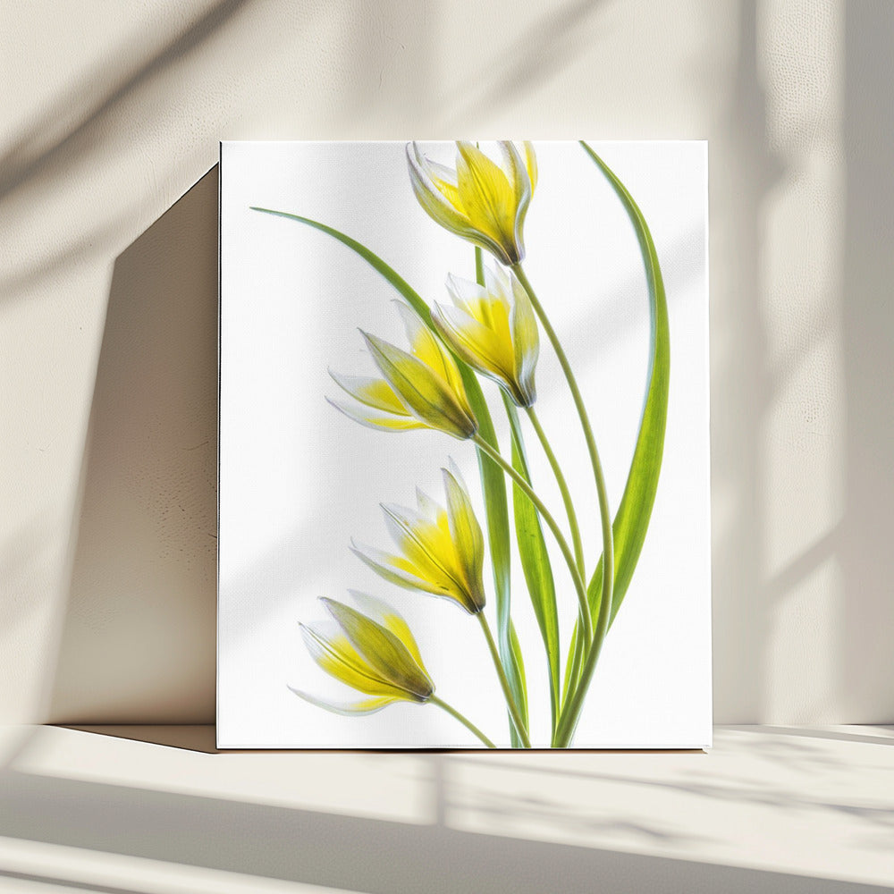 ~Tulipa | Leinwand