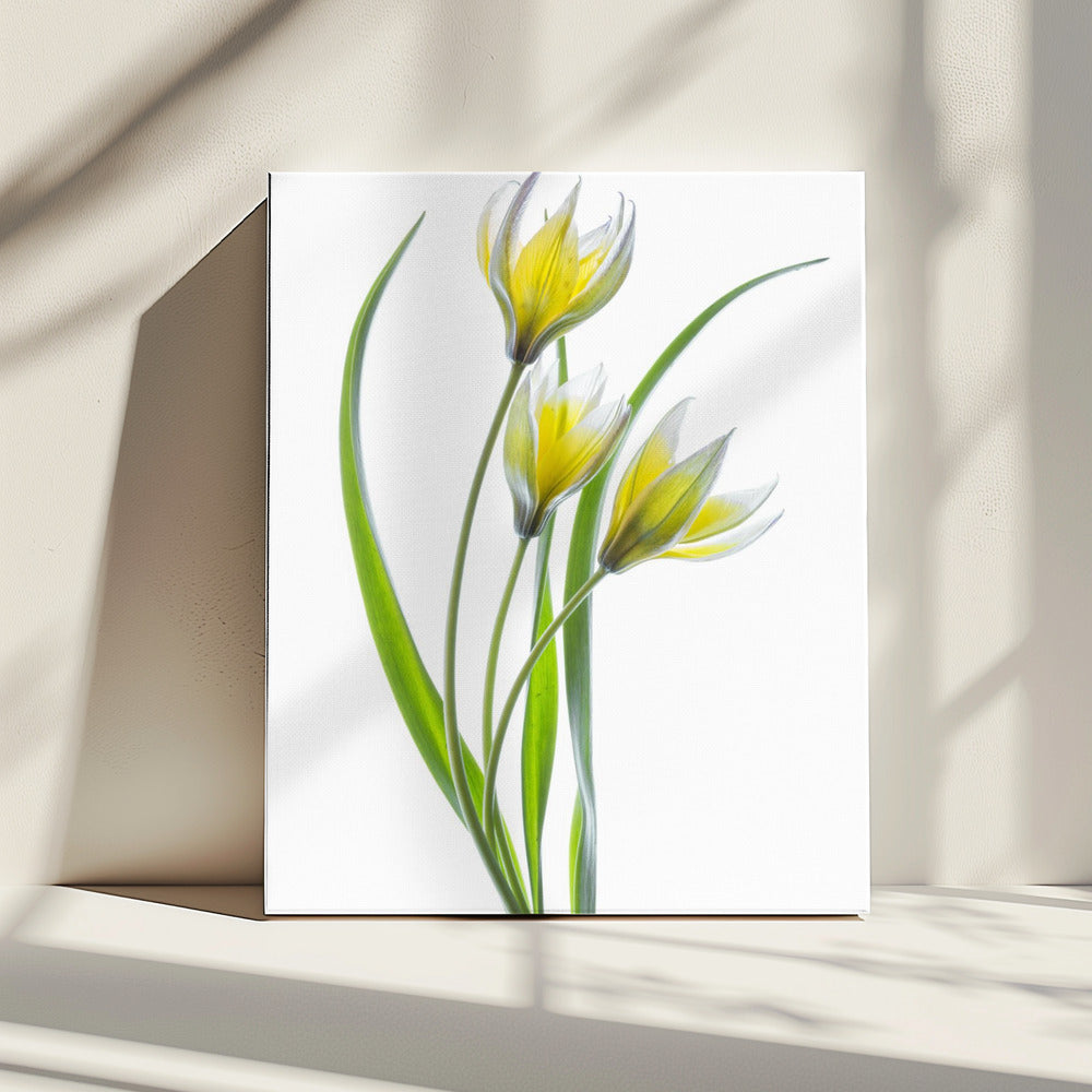 ~~Tulipa~~ | Leinwand
