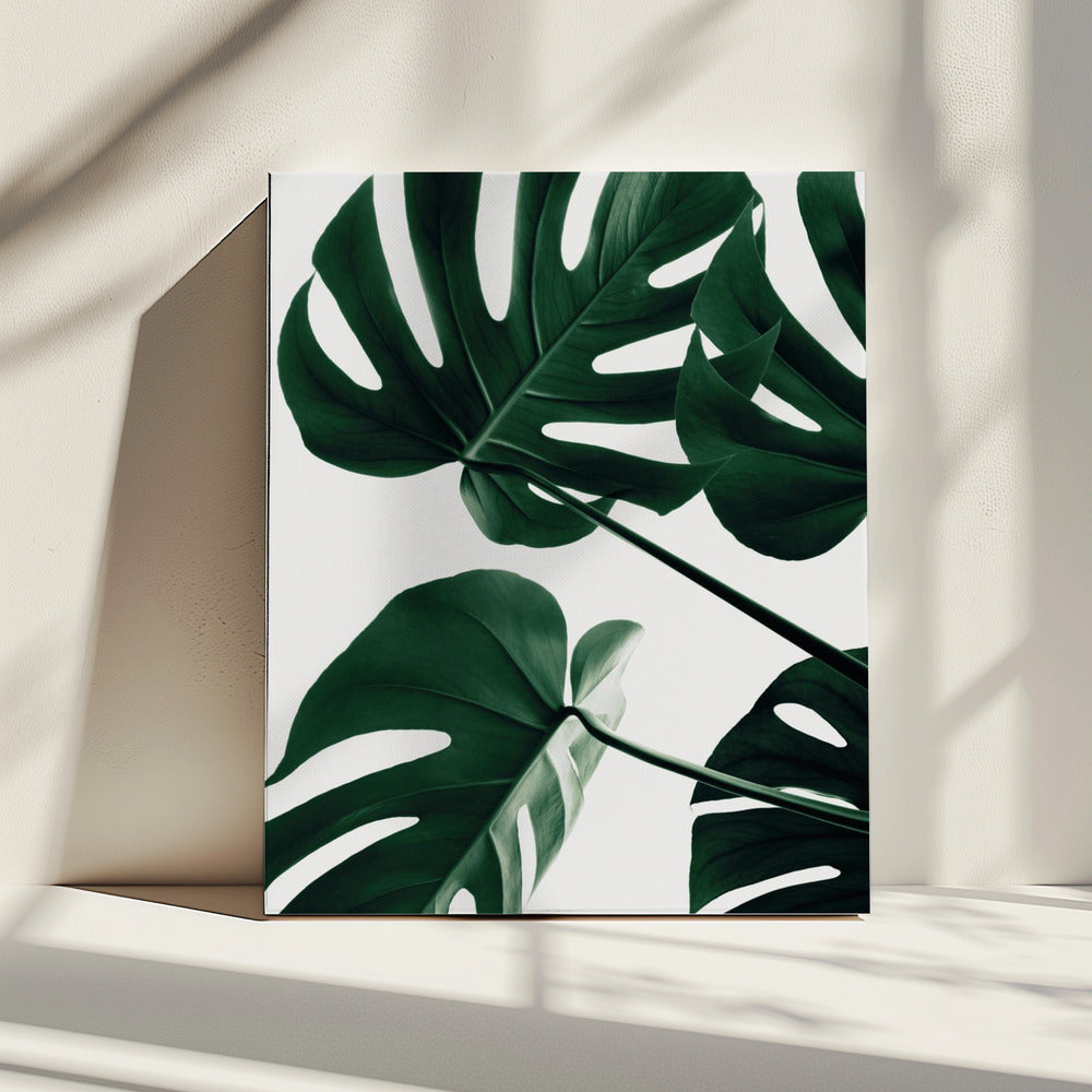 Monstera Natur 43 | Leinwand