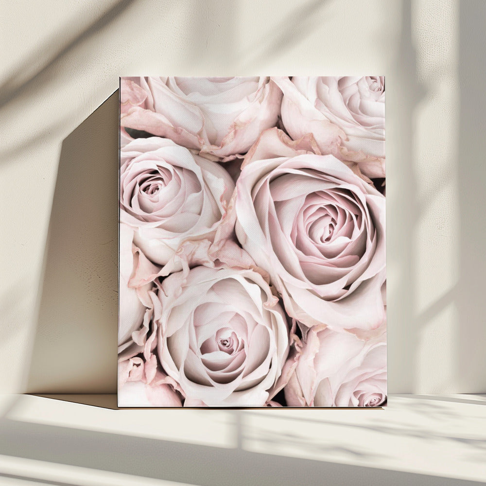 Rosa Rosen Nr. 01 | Leinwand