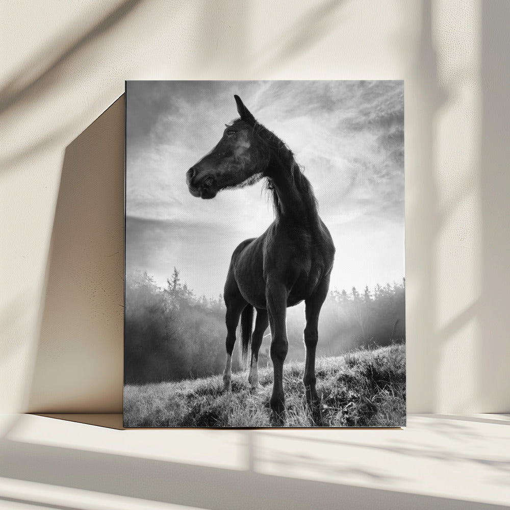 Pferd mit Hintergrundbeleuchtung | Leinwand