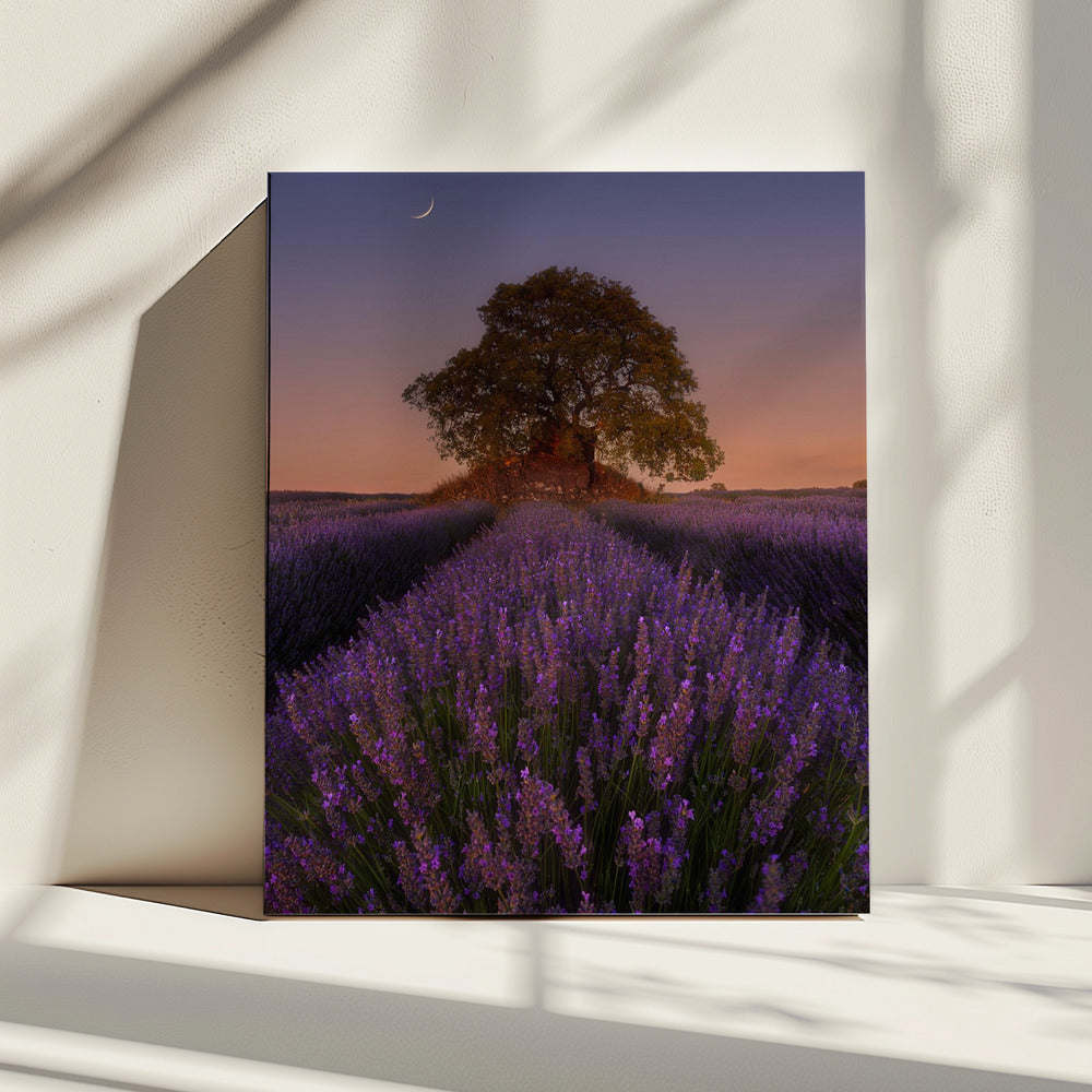 Lavendel und Mond | Leinwand