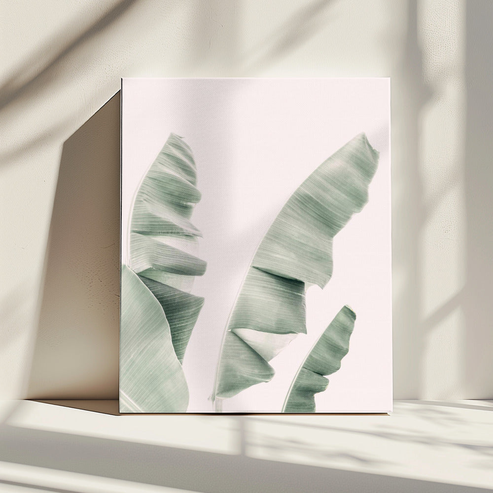 Blush Bananenblätter | Leinwand