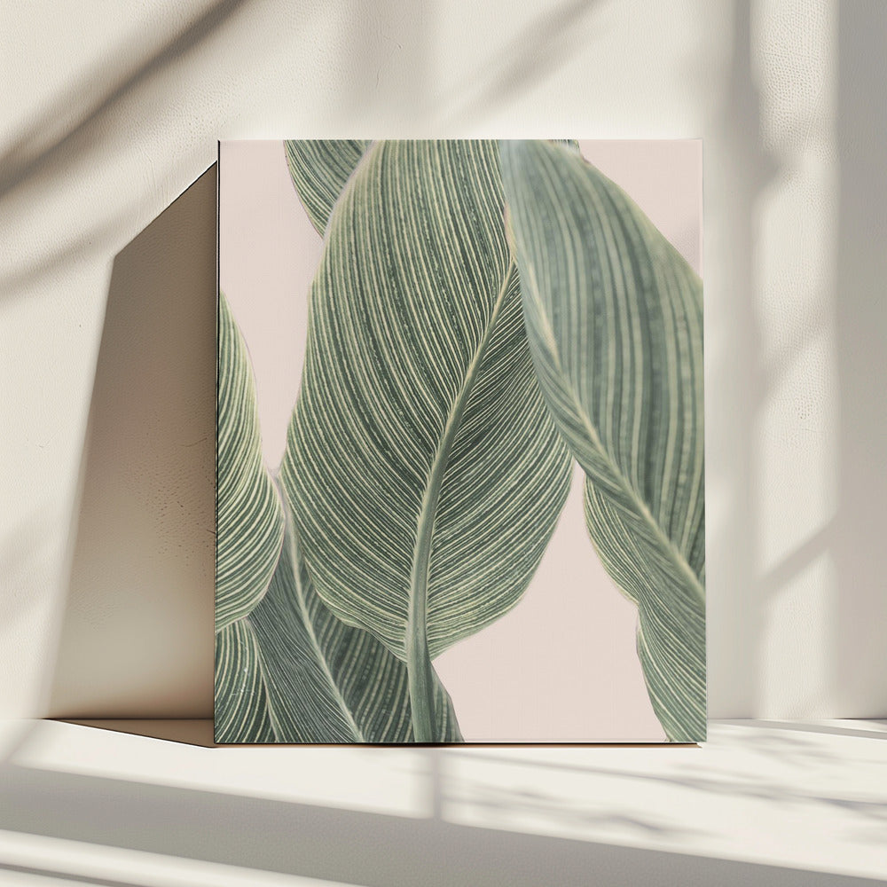 Calla-Blatt | Leinwand