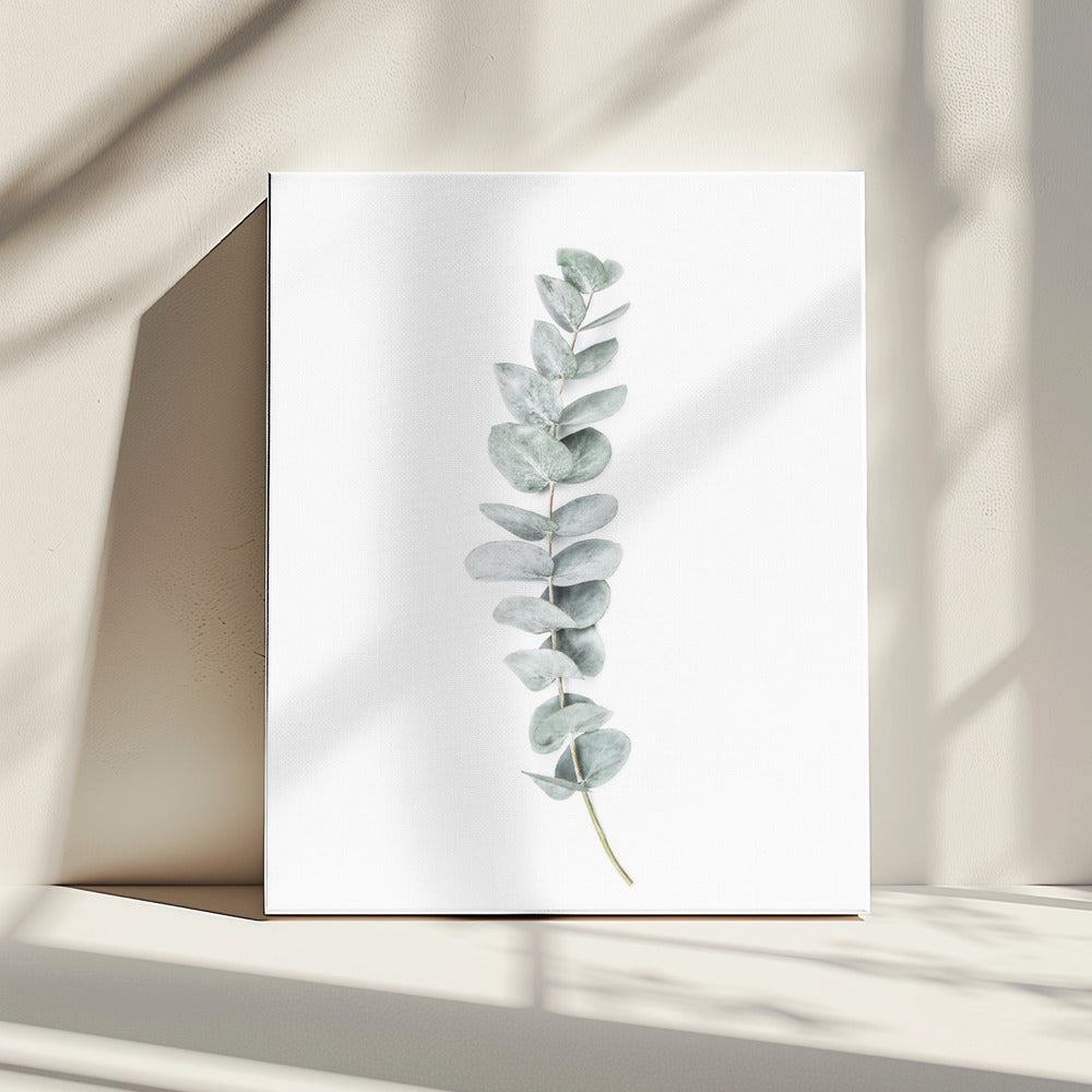 Eukalyptus II | Leinwand